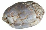 Polished Agate Nodule (Pair) - Zimbabwe #180581-1